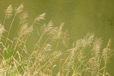 Herbes sauvages en avril - ces espèces attendent le collectionneur