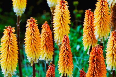 Torch Lily - arbuste ornemental facile d'entretien avec une longue période de floraison