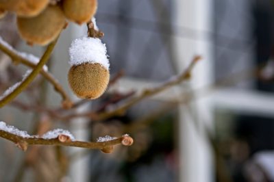 Que faire si le lis de la torche ne fleurit tout simplement pas?