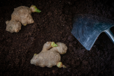 Ne fertiliser que modérément l'érable japonais