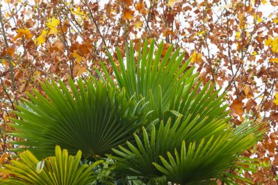 Comment éviter les feuilles de palmier jaunes