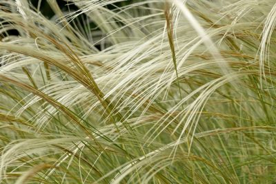 Planter et entretenir l'herbe à plumes