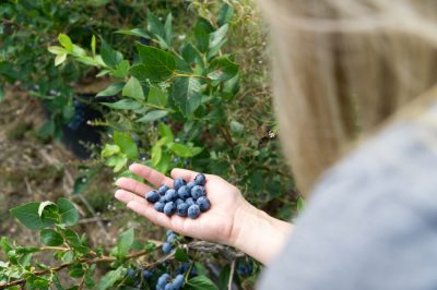 Faites pousser de la laitue d'agneau dans le bac à fleurs sur le balcon sans aucun problème