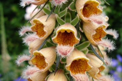 Foxglove - une plante qui est sous la protection de la nature