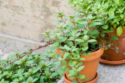 Quel est le prix des plantes carnivores?