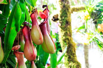 Des plantes carnivores peuvent également être trouvées dans la forêt tropicale