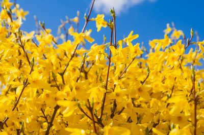 Les plus belles variétés de forsythia pour petits et grands jardins