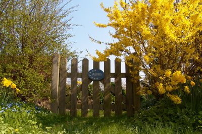 Forsythien brauchen keinen besonderen Standort