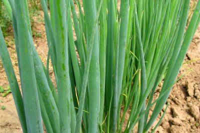 Planter des oignons de printemps dans le jardin - un défi?