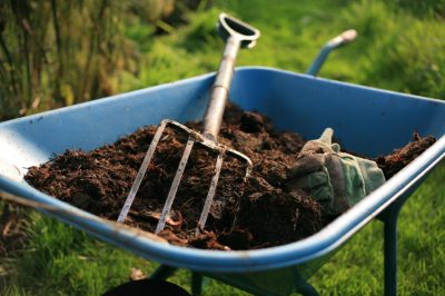 Se débarrasser des escargots sur les hostas