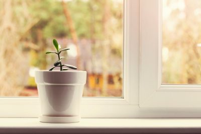 Quelle est la période de floraison du cresson?