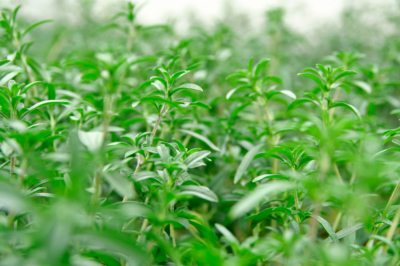 Germander speedwell - découvrez les mauvaises herbes dans le profil