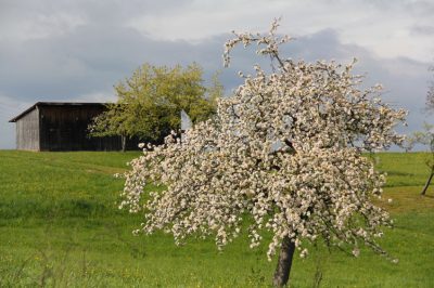 Quels chrysanthèmes sont rustiques dans le jardin?