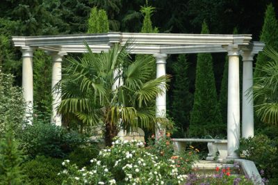 Que devez-vous faire pour faire fleurir votre arbre à argent?