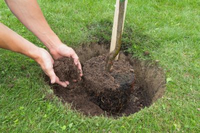 Ne jamais trop fertiliser un arbre à argent