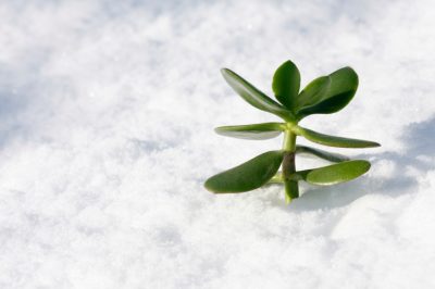 L'arbre à argent n'est pas rustique