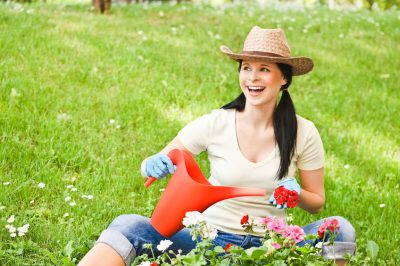 Le soin optimal des géraniums - pour une floraison durable