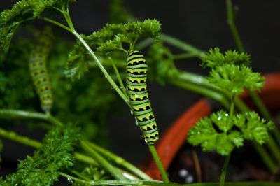 Gerbera dans la maison des chats - est-ce conseillé ou non?