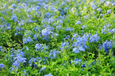 Farine de roche pour améliorer le sol du jardin