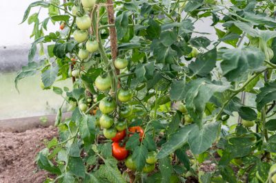 Plus sûr qu'à l'extérieur: une petite serre pour les tomates