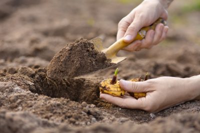 Planter des glaïeuls: un guide détaillé