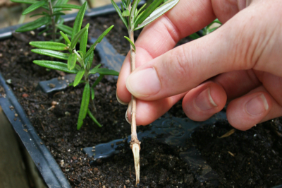 Hibernez correctement la campanule dans le jardin et dans le pot