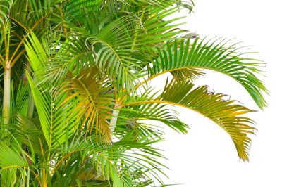 Que faire lorsque le palmier doré a des feuilles sèches?