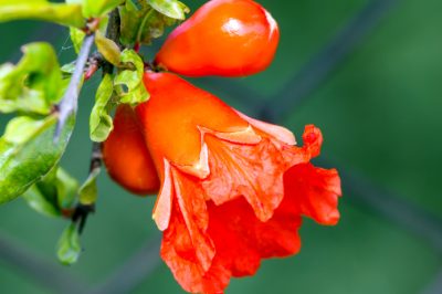 Fleur colorée de la grenade