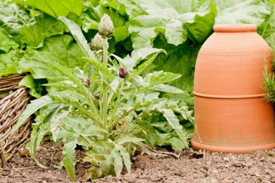 Quand les charmes sont-ils plantés?