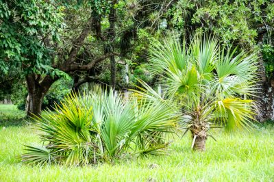 Plantez un palmier de chanvre dans le jardin