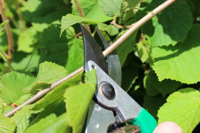 Propager la noisette avec des boutures