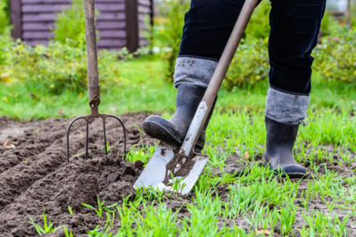 Joubarbe - Diverses idées de plantation à replanter pour votre maison