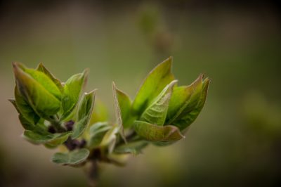 Joubarbe: Plantez correctement les plantes succulentes d'extérieur peu exigeantes