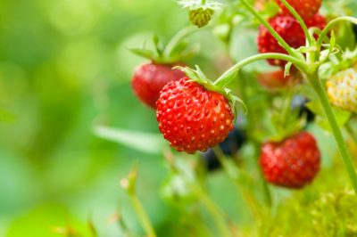 Une haie de conifères dans le jardin