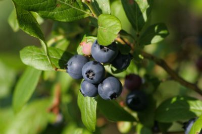 Cultivez de délicieuses myrtilles directement sur votre propre balcon