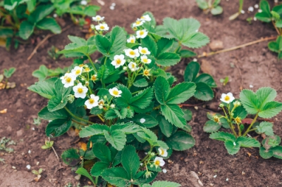 Haie de pruche pour petits jardins