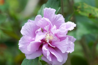 Dix raisons pour lesquelles l'hibiscus ne devrait manquer dans aucun jardin