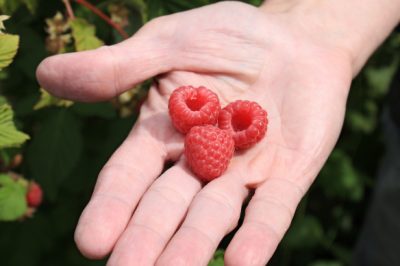 Faire pousser des framboises sur le balcon - ça marche?