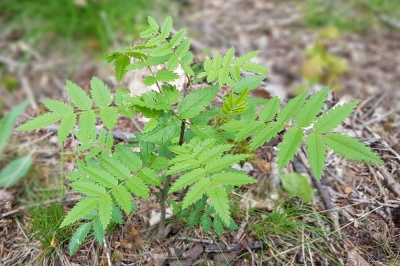 Ne semez pas Hokkaido avant la mi-mai