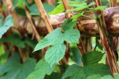 Faire pousser du houblon dans le jardin - c'est ainsi que c'est fait!