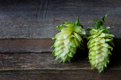 Quand le houblon est-il prêt pour la récolte?