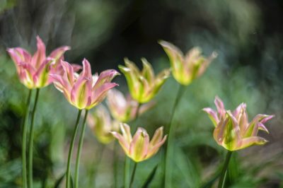 Une victoire pour (presque) tous les étangs de jardin - la feuille de corne