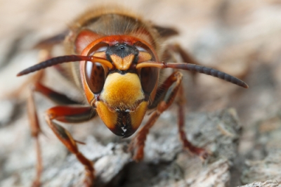 À quel point une piqûre de frelon est-elle dangereuse?