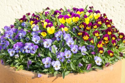 Violettes cornues - prolonger la floraison