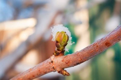 Quelle est la période de plantation des violettes à cornes?