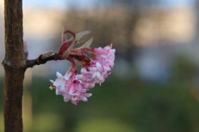 Dans quelles circonstances les violettes à cornes peuvent-elles être pérennes?