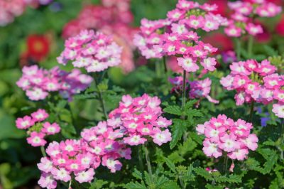 Quelle taille peuvent atteindre les hortensias