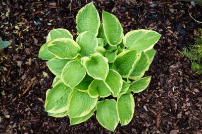 Hortensia boule de neige Annabelle: un arbuste robuste avec d'énormes ombelles de fleurs