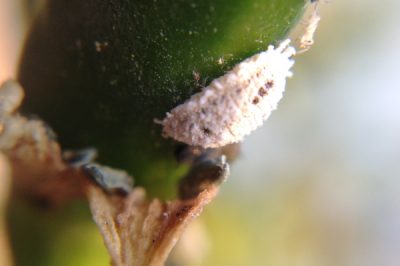 Combattez les cochenilles sur l'hortensia