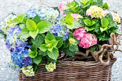 Prendre soin des hortensias dans le seau